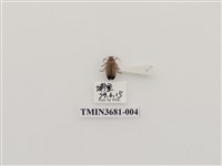 藏品(大端黑螢)的圖片
